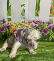 Tiny Bella-Lilac Merle Tan Point DNA panel health clear, a female French Bulldog for sale in Statesville, NC – 3 of 5