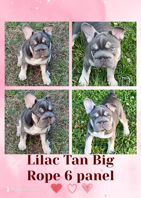 AKC Quality Lilac Tan points big rope 6 panel health clear – French Bulldog puppy for sale in Statesville, NC