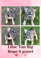 AKC Quality Lilac Tan points big rope 6 panel health clear, a female French Bulldog for sale in Statesville, NC – 1 of 7