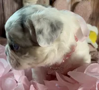 💝Bianca Fluffy Lilac Merle Husky DNA panel health clear, a female French Bulldog for sale in Statesville, NC – 2 of 7