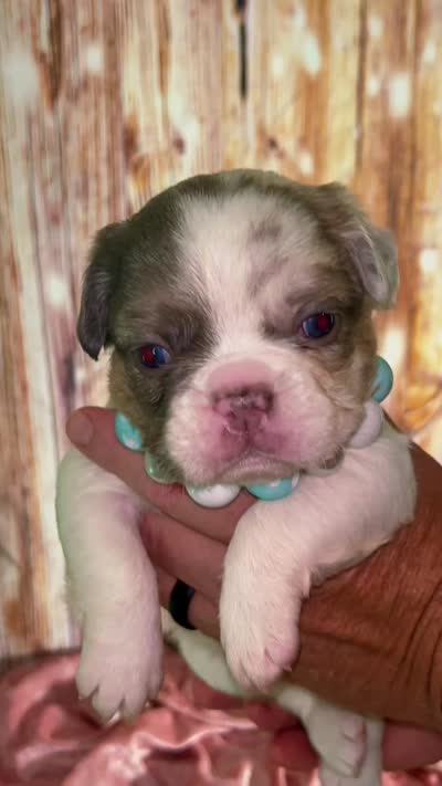 💝Bianca Fluffy Lilac Merle Husky DNA panel health clear, a female French Bulldog for sale in Statesville, NC – 7 of 7