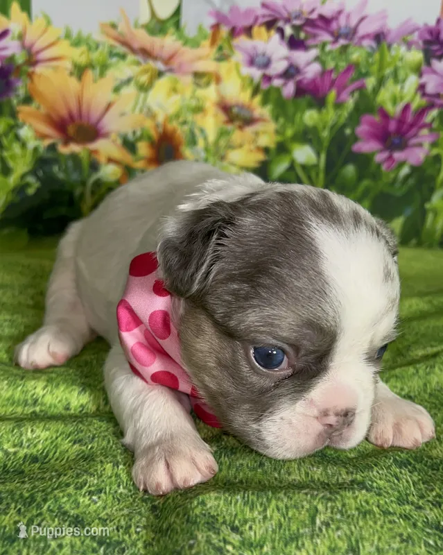 Bianca Fluffy Lilac Merle Panda Husky DNA panel health clear – French Bulldog puppy for sale in Statesville, NC