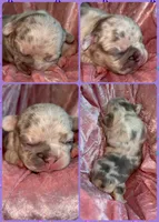 AKC Tiny Lilac Merle Tan Points  DNA health clear, a female French Bulldog for sale in Statesville, NC – 3 of 6