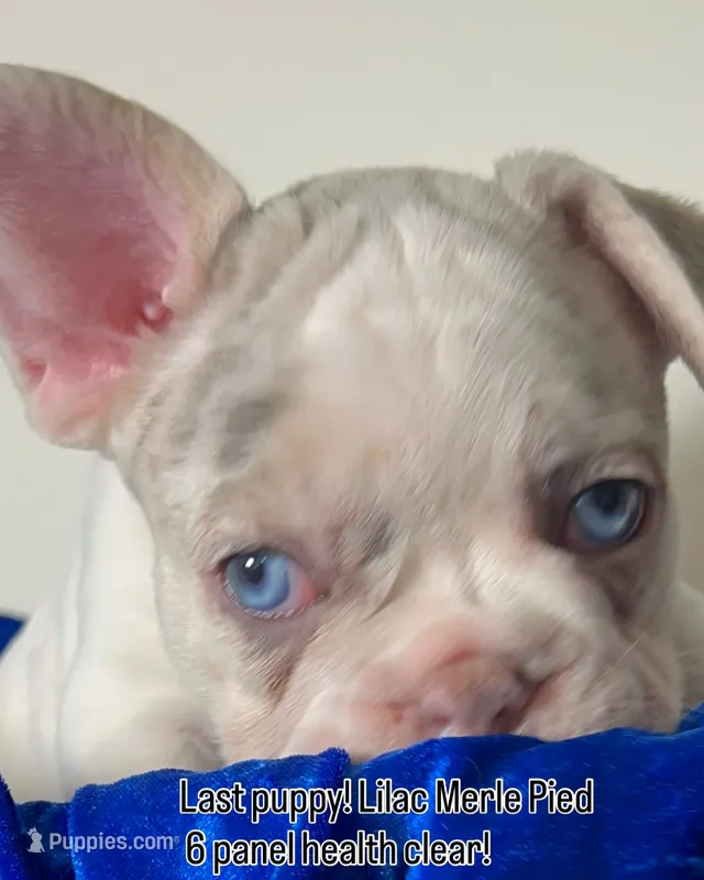 💙 AKC-BLUE EYES! Lilac Tan Merle Pied DNA 6 panel health clear – French Bulldog puppy for sale in Statesville, NC