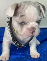 AKC-Blaze Lilac Tan Merle Pied DNA health clear, a male French Bulldog for sale in Statesville, NC – 2 of 7