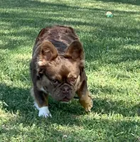 AKC-Quality Rojo Lady Fluffy X Lilac Merle DNA Health Clear, a  French Bulldog for sale in Statesville, NC – 3 of 4