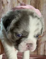 💝Bianca Fluffy Lilac Merle Husky DNA panel health clear, a female French Bulldog for sale in Statesville, NC – 3 of 7