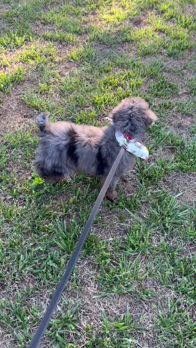 💙 Full-AKC-Tuxedo Blue Merle 🍫 Curl C1C2 , a male Poodle - Miniature  for sale in Statesville, NC – 7 of 7