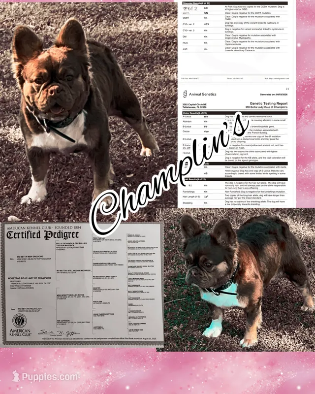 💕Full AKC Rojo Lady DNA health tested clear – French Bulldog puppy for sale in Statesville, NC