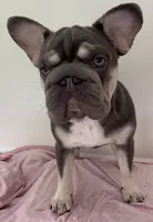 AKC Elsa Lilac/Tan 6 panel health clear , a male French Bulldog for sale in Statesville, NC – 2 of 7