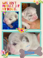 Quality AKC-Tiny Lilac husky Masked Tan Merle pied DNA health clear, a male French Bulldog for sale in Statesville, NC – 4 of 8
