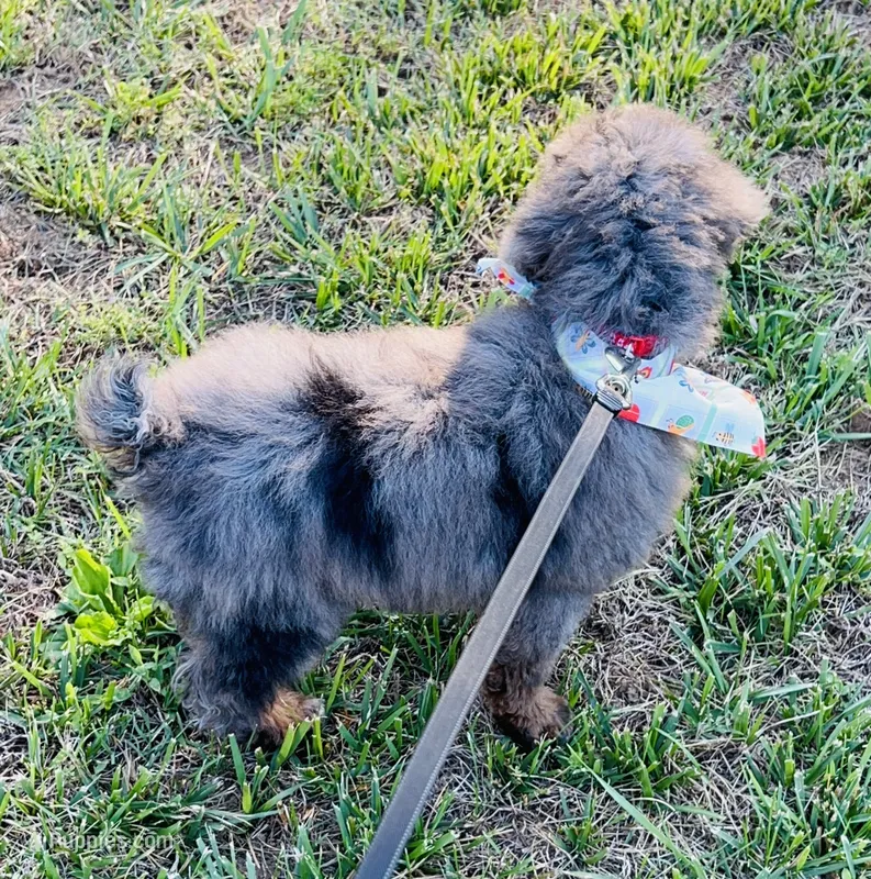 💙 Full-AKC-Tuxedo Blue Merle 🍫 Curl C1C2  – Poodle - Miniature  puppy for sale in Statesville, NC