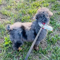 💙 Full-AKC-Tuxedo Blue Merle 🍫 Curl C1C2 , a male Poodle - Miniature  for sale in Statesville, NC – 2 of 7