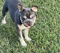 AKC Elsa Lilac/Tan 6 panel health clear , a male French Bulldog for sale in Statesville, NC – 6 of 7
