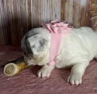 Sale 🍫 Fluffy Lilac Merle Tan Point. DNA panel health clear, a female French Bulldog for sale in Statesville, NC – 2 of 6