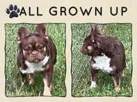 Rojo Lady DNA Tested Heat 🔥 Loves kids , a female French Bulldog for sale in Statesville, NC – 1 of 2