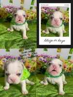 Tiny! Blaze-AKC Lilac Tan Point Merle Pied. DNA 6 health clear., a female French Bulldog for sale in Statesville, NC – 5 of 5