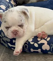 🍫-AKC Lilac Masked Tan Point Merle Pied. DNA 6 panel health clear, a male French Bulldog for sale in Statesville, NC – 2 of 5