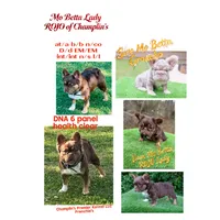 Sale! 💖 Lilac Merle Tan. DNA panel health clear. Carries; Fluffy, 🍫, a female French Bulldog for sale in Statesville, NC – 4 of 4