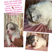 Sale 🍫 Fluffy Lilac Merle Tan Point. DNA panel health clear, a female French Bulldog for sale in Statesville, NC – 3 of 6