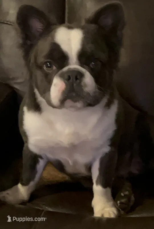 Lily Fluffy  – French Bulldog puppy for sale in Statesville, NC