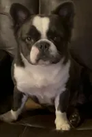 Lily Fluffy , a female French Bulldog for sale in Statesville, NC – 2 of 4