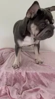 Quality-AKC- Elsa Lilac and Tan Intensity. DNA 6 panel health clear. , a female French Bulldog for sale in Statesville, NC – 4 of 8