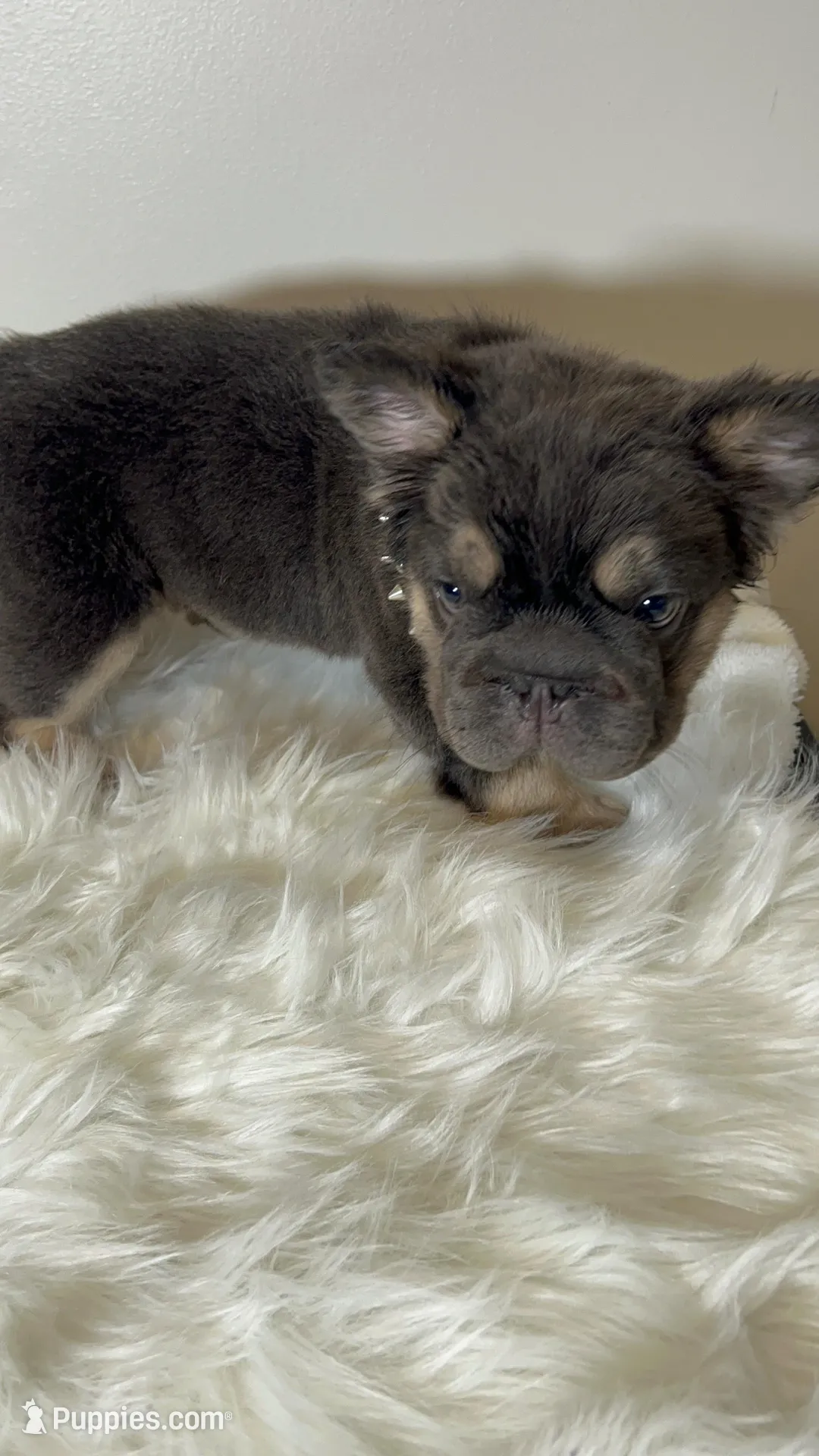 Quality! AKC Fluffy Blue Tan Big Rope DNA health clear, a female French Bulldog for sale in Statesville, NC – Photo 2 of 7
