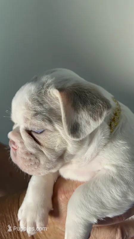 🍫-AKC Lilac Masked Tan Point Merle Pied. DNA 6 panel health clear – French Bulldog puppy for sale in Statesville, NC