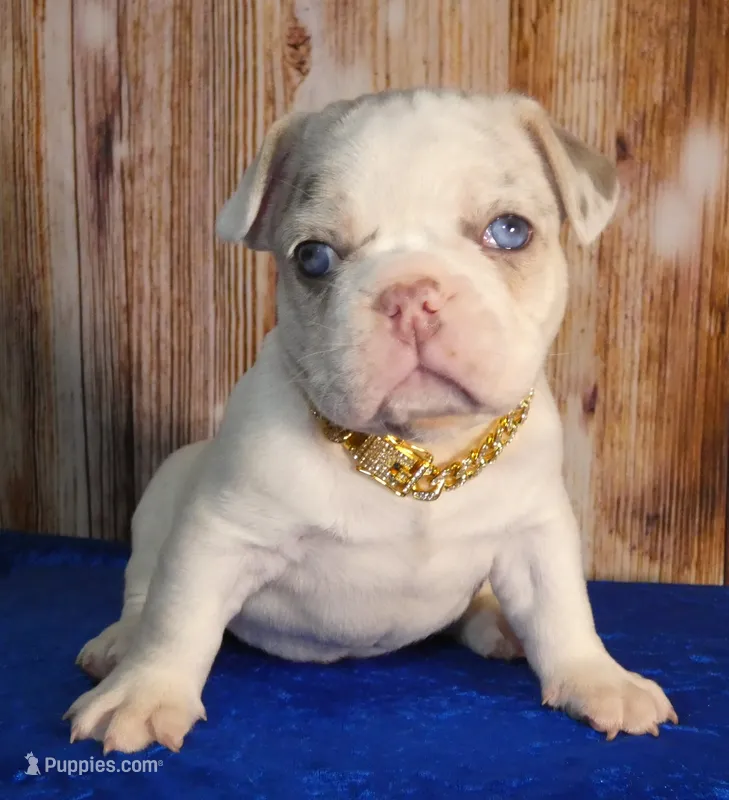 🍫-AKC Lilac Masked Tan Point Merle Pied. DNA 6 panel health clear – French Bulldog puppy for sale in Statesville, NC