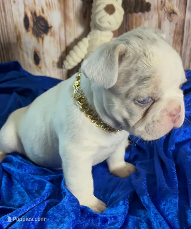 ❤️ Tiny! Blaze-AKC Lilac Tan Point Merle Pied. DNA 6 health clear. – French Bulldog puppy for sale in Statesville, NC