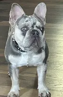 💎AKC-Lilac Merle Fluffy carrier Trained-DNA Tested, a male French Bulldog for sale in Statesville, NC – 5 of 7