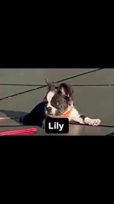 Full-AKC Fluffy Black Trindle Husky Rope Co+. DNA 6 panel clear, a female French Bulldog for sale in Statesville, NC – 7 of 7