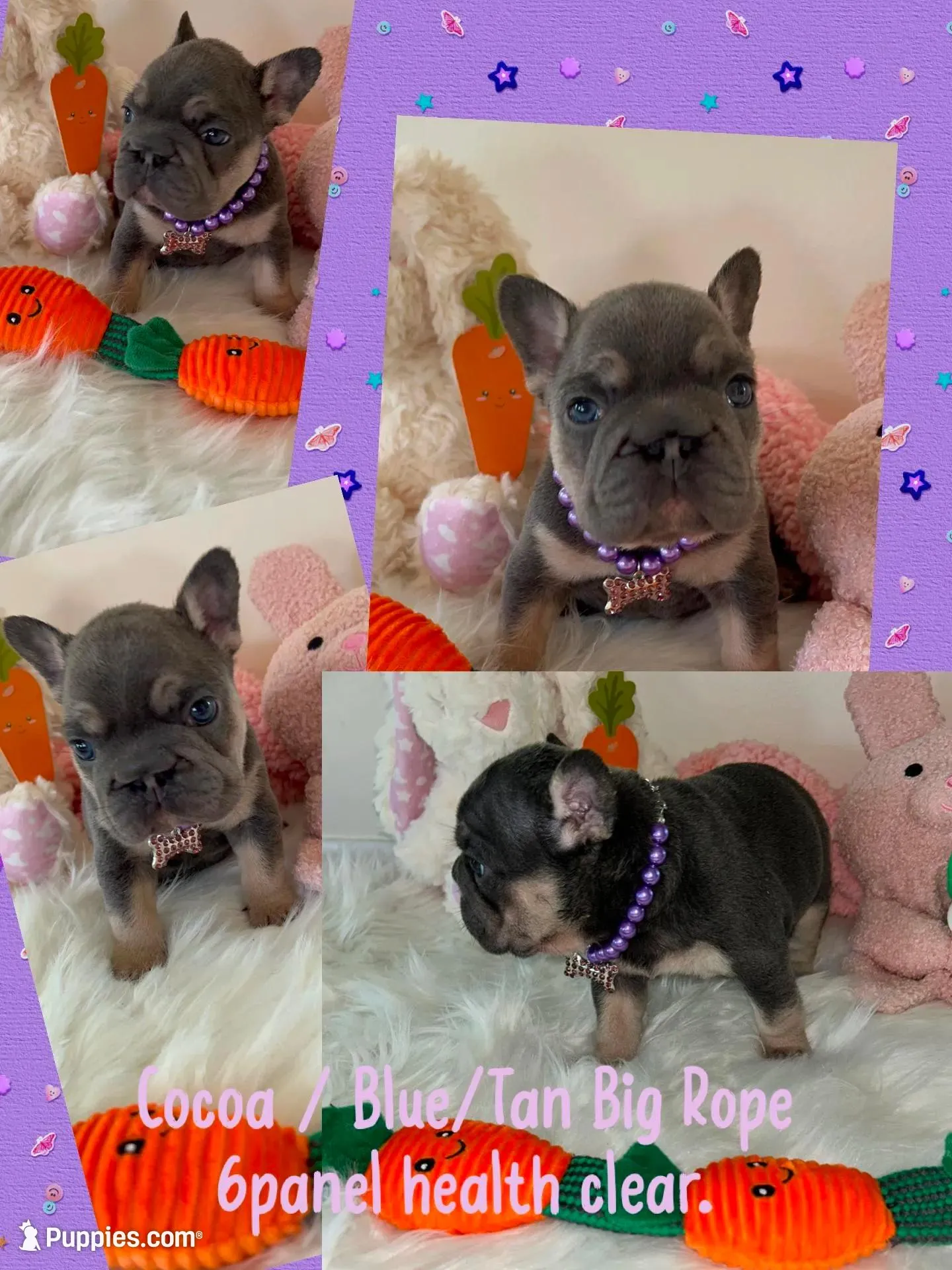 Tiny Blue Tan 6 panel clear, a female French Bulldog for sale in Statesville, NC – Photo 5 of 5