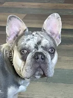 AKC Lilac Merle DNA tested panel clear, a male French Bulldog for sale in Statesville, NC – 3 of 5