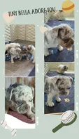 Tiny Bella Lilac Merle DNA health clear, a female French Bulldog for sale in Statesville, NC – 2 of 4
