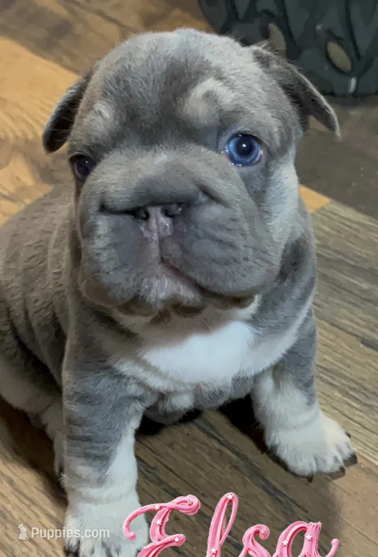 AKC Elsa Lilac/Tan 6 panel health clear  – French Bulldog puppy for sale in Statesville, NC