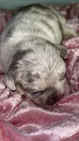 AKC Tiny Lilac Merle Tan Points  DNA health clear, a female French Bulldog for sale in Statesville, NC – 4 of 6