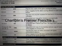 Tiny! Cocoa🐾 Blue & Tan | Big Rope 6 Panel clear 6 panel health clear., a female French Bulldog for sale in Statesville, NC – Photo 10 of 10