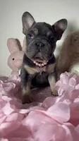 Tiny! Cocoa🐾 Blue & Tan | Big Rope 6 Panel clear 6 panel health clear., a female French Bulldog for sale in Statesville, NC – Photo 5 of 10
