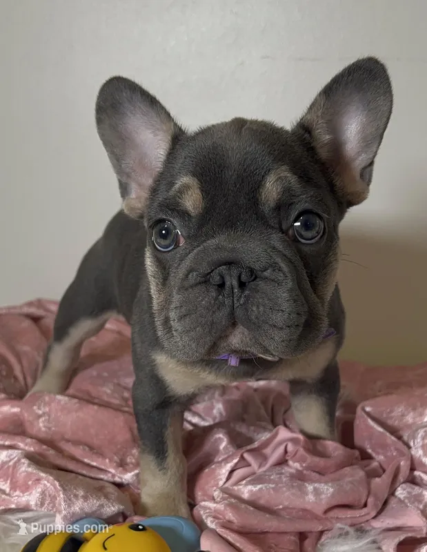 Tiny! Cocoa🐾 Blue & Tan | Big Rope 6 Panel clear 6 panel health clear. – French Bulldog puppy on hold in Statesville, NC