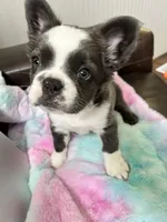 AKC Fluffy Blue Trindle Husky Co+. DNA 6 panel clear, a female French Bulldog for sale in Statesville, NC – 6 of 7