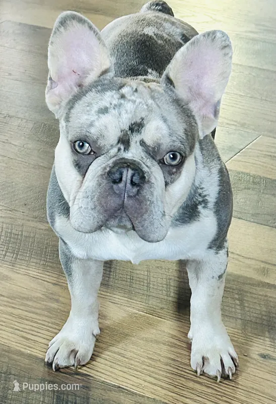 AKC-Quality Lilac Merle DNA health clear – French Bulldog puppy for sale in Statesville, NC