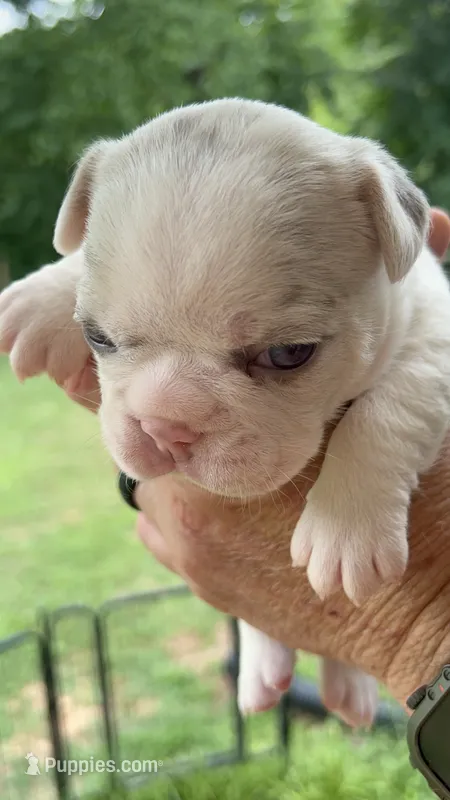 Quality AKC-Tiny Lilac husky Masked Tan Merle pied DNA health clear – French Bulldog puppy for sale in Statesville, NC