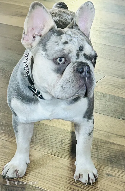AKC Lilac Merle DNA tested panel clear – French Bulldog puppy for sale in Statesville, NC