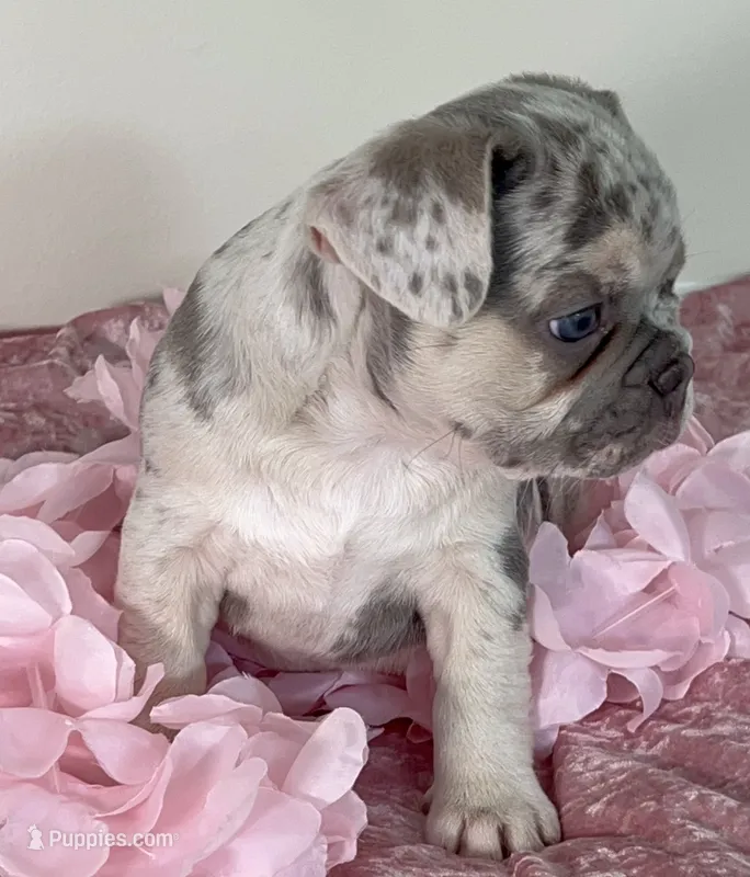 AKC-Bella Lilac Merle DNA health clear – French Bulldog puppy for sale in Statesville, NC