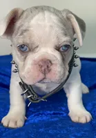 AKC-Blaze Lilac Tan Merle Pied DNA health clear, a male French Bulldog for sale in Statesville, NC – 4 of 7