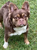 Rojo Lady DNA Tested Heat 🔥 Loves kids , a female French Bulldog for sale in Statesville, NC – 2 of 2