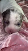 💖 AKC Fluffy Lilac Merle Husky DNA health clear, a female French Bulldog for sale in Statesville, NC – 4 of 6