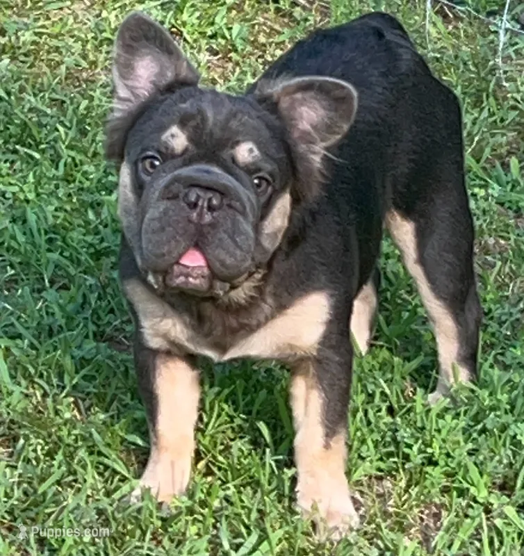 Trained Neutered Calm Jack-Fluffy Blue Tan  – French Bulldog puppy for sale in Statesville, NC